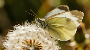 生物百科昆虫之蒲公英上的蝴蝶