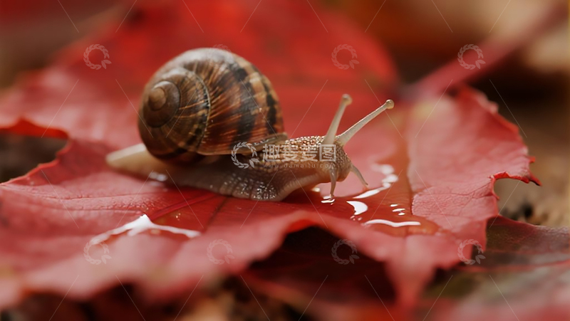 高清大图下载【趣麦麦图】生物百科昆虫之树叶上的蜗牛