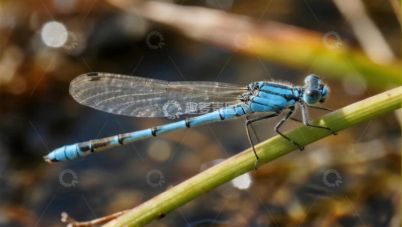 高清大图下载【趣麦麦图】生物百科昆虫之歇脚的蓝豆娘