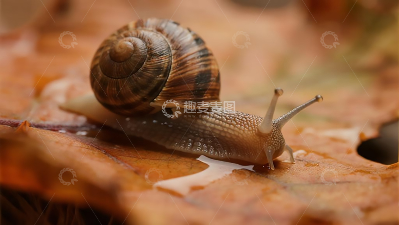 高清大图下载【趣麦麦图】生物百科昆虫之蜗牛