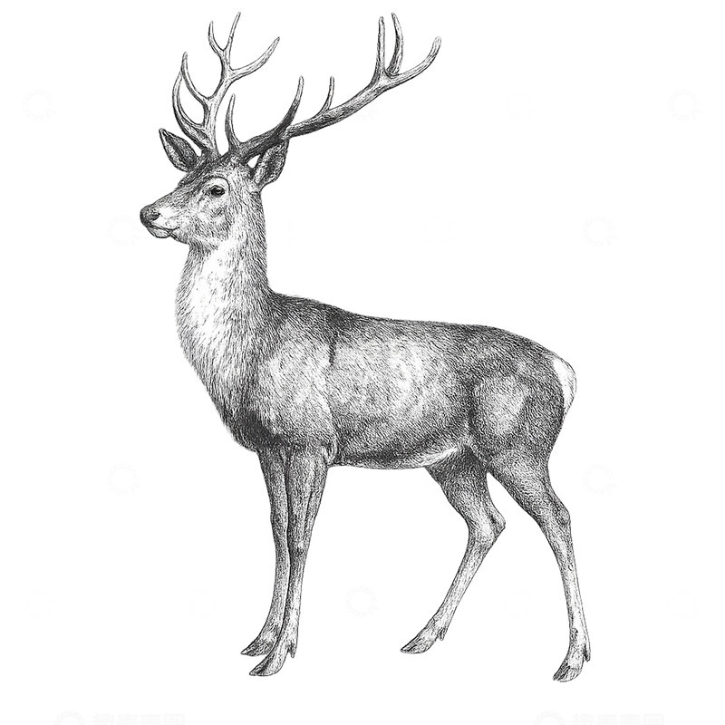 高清大图下载【趣麦麦图】逼真的黑白鹿素描画