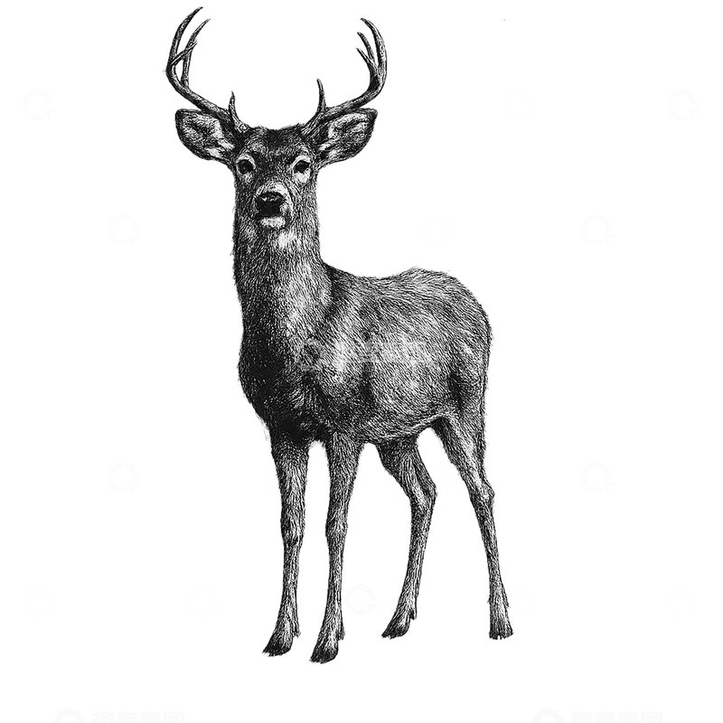 高清大图下载【趣麦麦图】一只站立的雄鹿画像