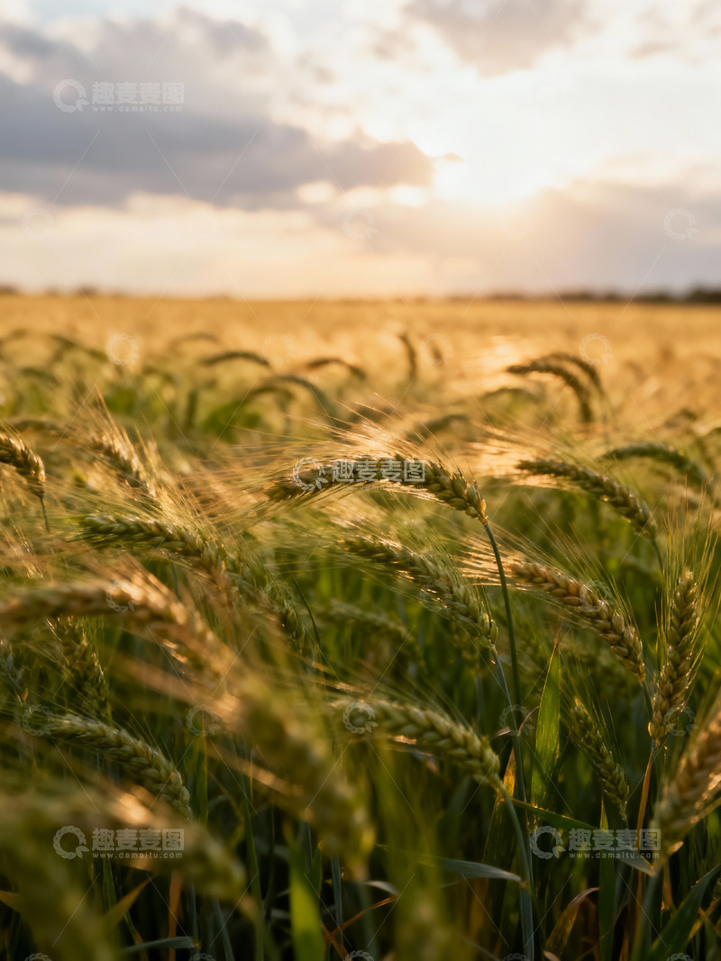 高清大图下载【趣麦麦图】麦穗麦田摄影