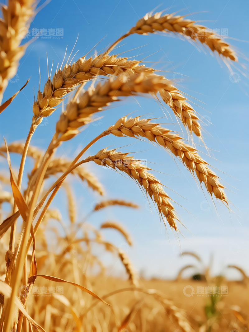 高清大图下载【趣麦麦图】麦穗麦田摄影