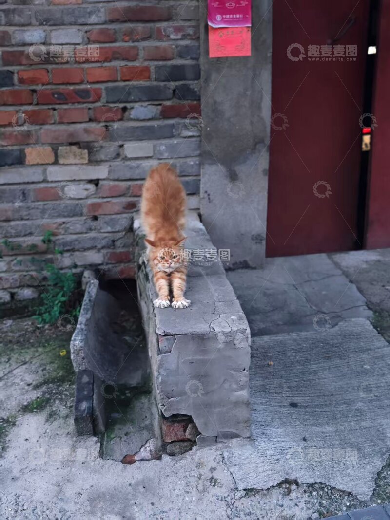 高清大图下载【趣麦麦图】-慵懒猫爪开花