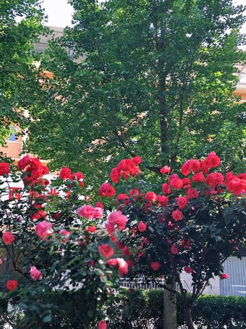 夏天的红绿画板