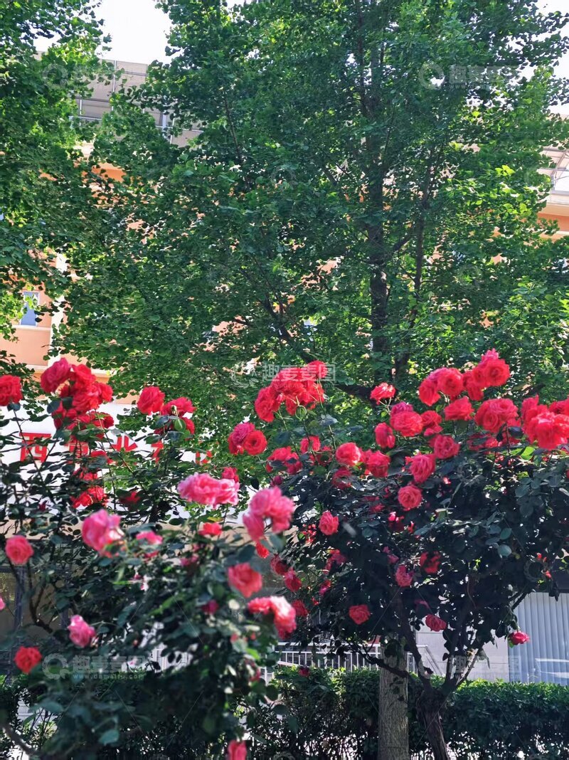 高清大图下载【趣麦麦图】夏天的红绿画板