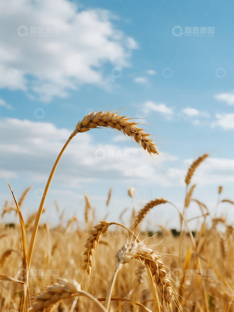 高清大图下载【趣麦麦图】麦穗麦田摄影