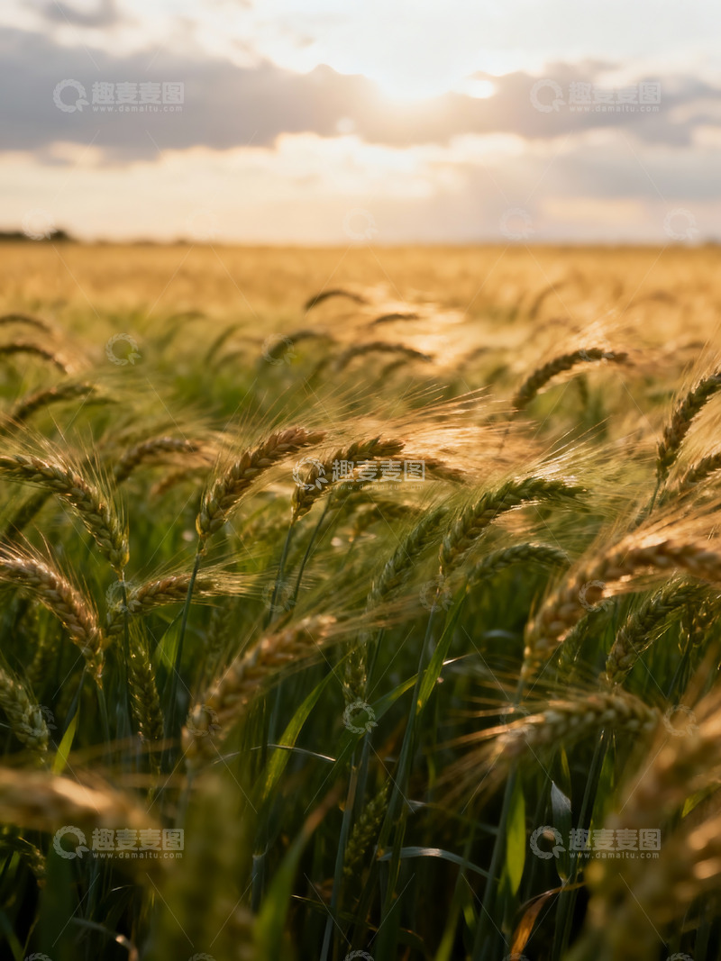 高清大图下载【趣麦麦图】麦穗麦田摄影