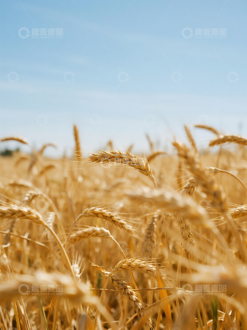 高清大图下载【趣麦麦图】麦穗麦田摄影