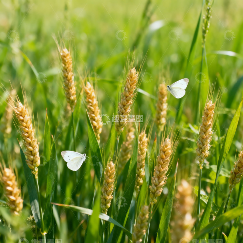 高清大图下载【趣麦麦图】麦穗麦田摄影