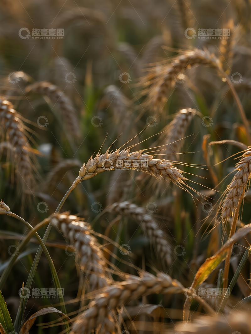 高清大图下载【趣麦麦图】麦穗麦田摄影