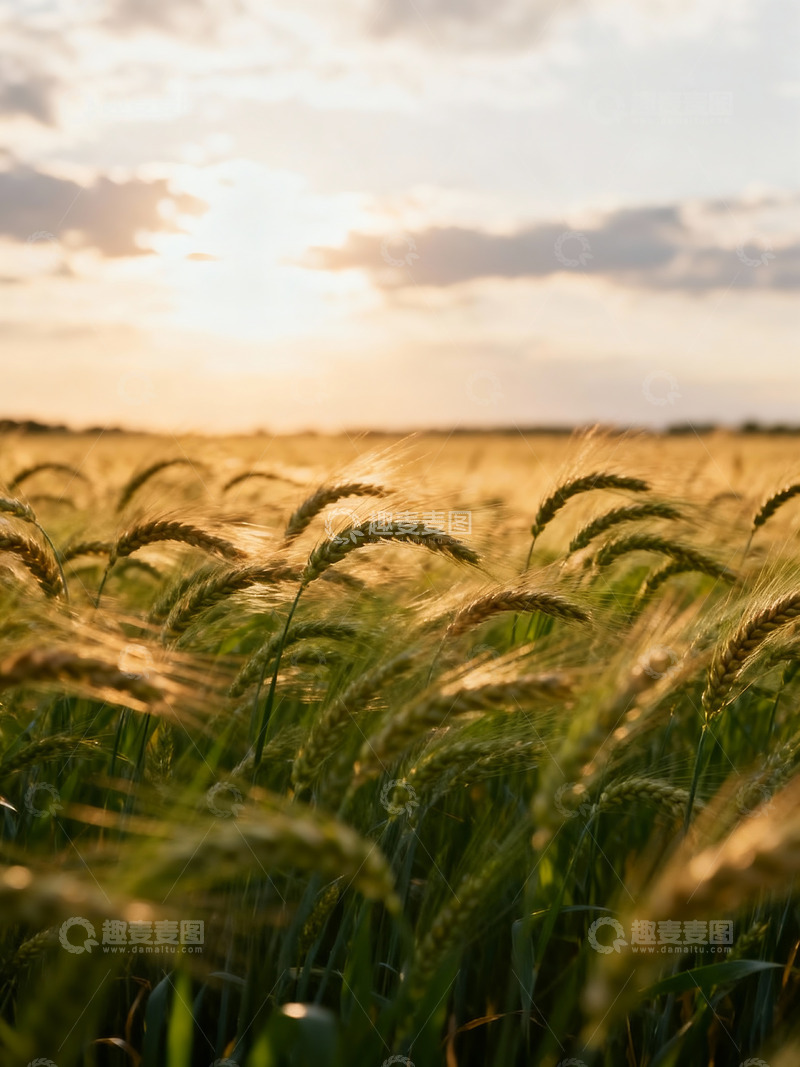 高清大图下载【趣麦麦图】农业麦穗麦田摄影1