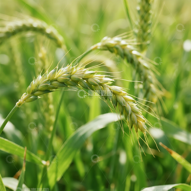 高清大图下载【趣麦麦图】农业麦穗麦田摄影
