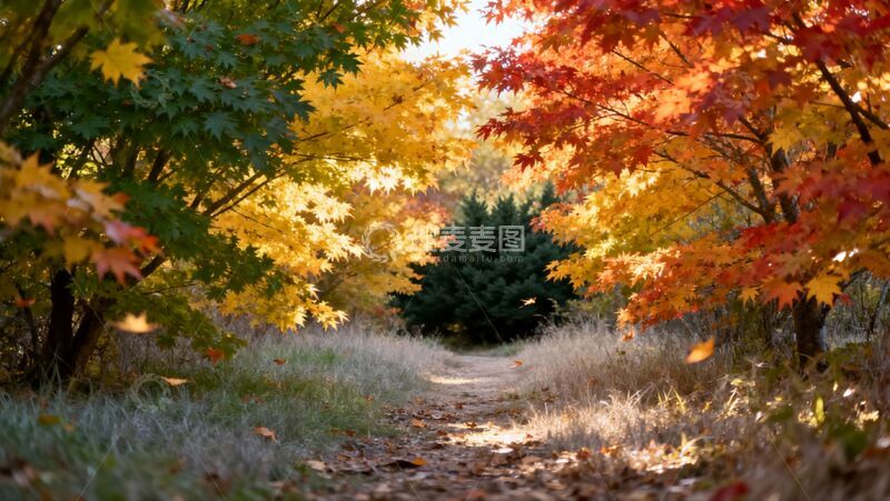 枫树叶林间小径商业照片