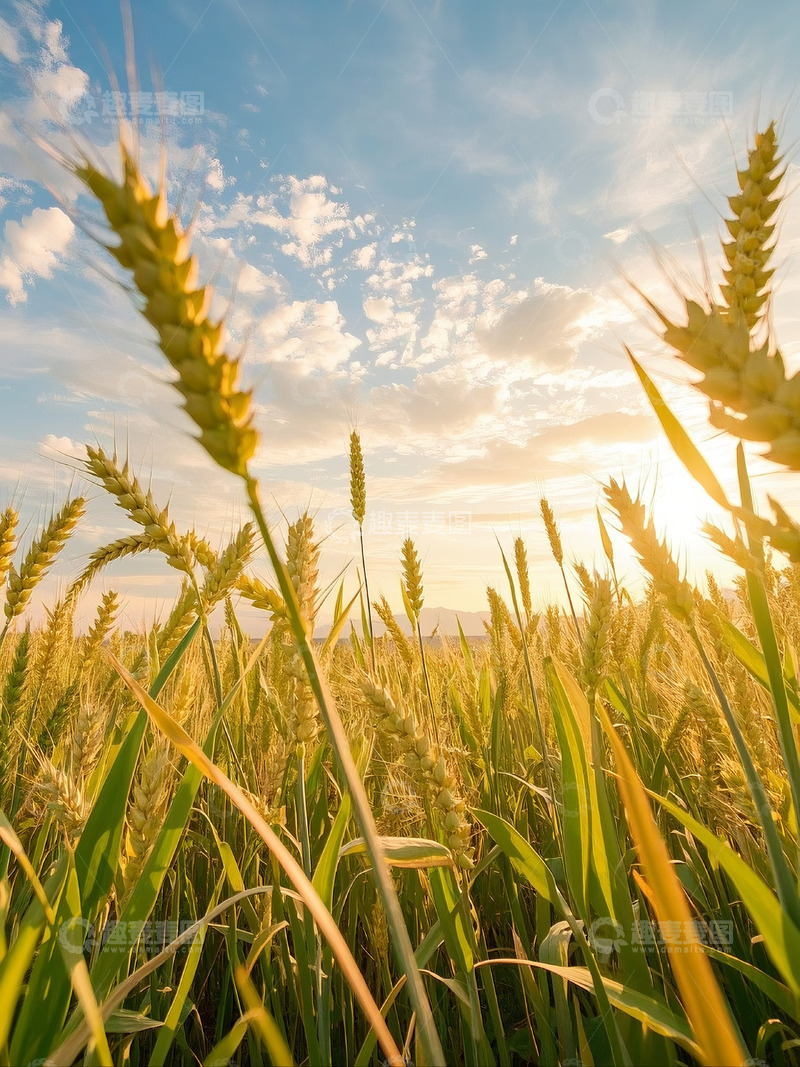 高清大图下载【趣麦麦图】农业麦穗麦田摄影