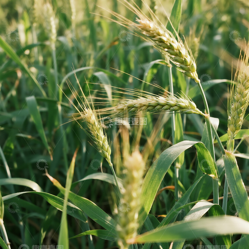 高清大图下载【趣麦麦图】农业麦穗麦田摄影