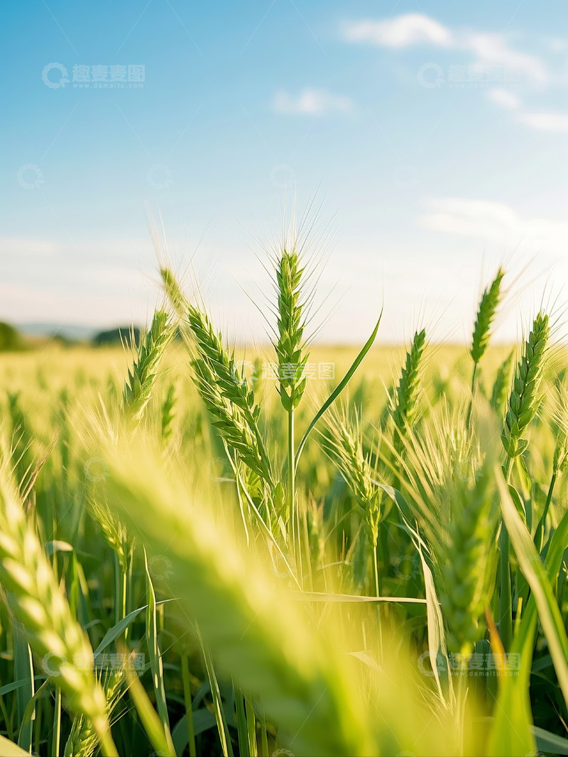 高清大图下载【趣麦麦图】农业麦穗麦田摄影5