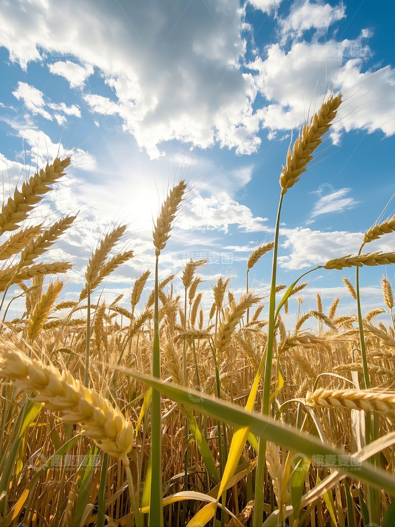 高清大图下载【趣麦麦图】农业麦穗麦田摄影