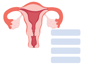 人工授精过程图示医学插画