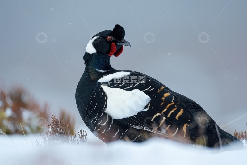 高清大图下载【趣麦麦图】雪地上的一只黑色松鸡
