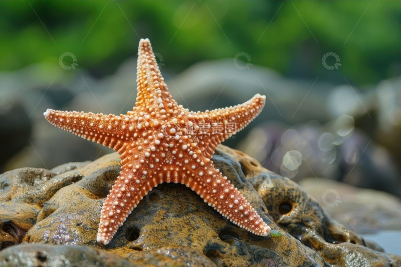 高清大图下载【趣麦麦图】礁石上的一只海星