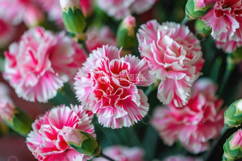 高清大图下载【趣麦麦图】盛开的康乃馨花束