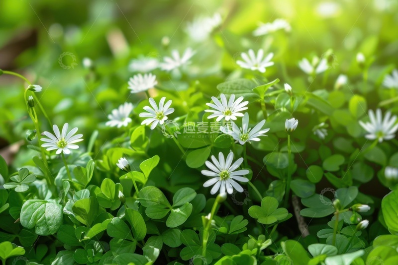 高清大图下载【趣麦麦图】绿草地上盛开的小白花