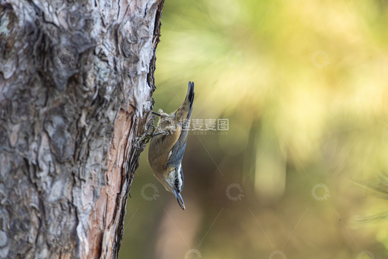 高清大图下载【趣麦麦图】黑头鳾觅食忙