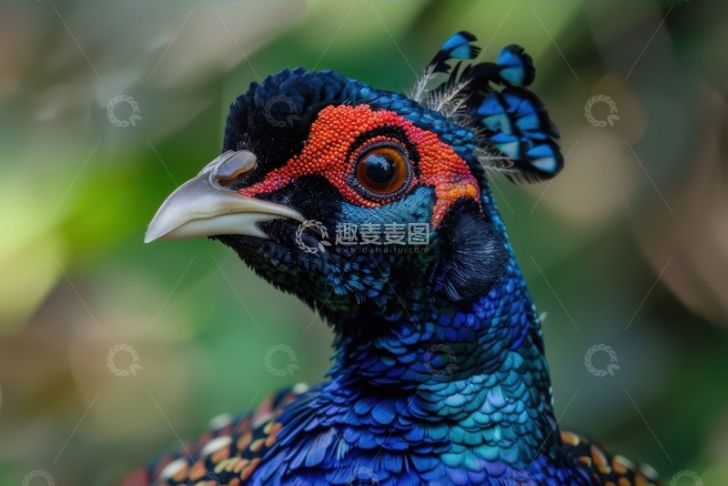 高清大图下载【趣麦麦图】一只孔雀面部特写