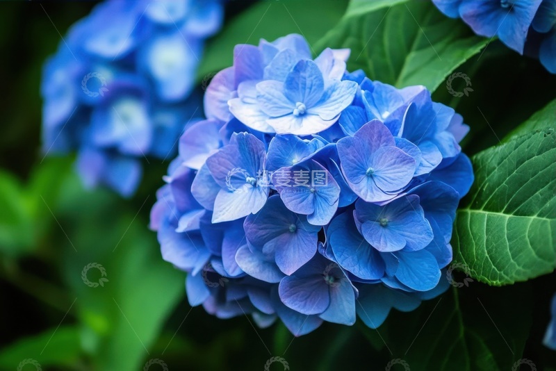 高清大图下载【趣麦麦图】蓝色的绣球花花卉摄影