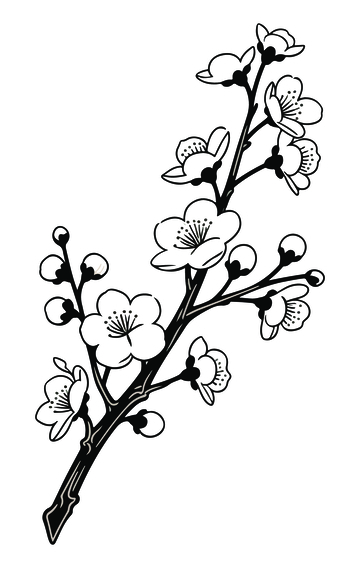 梅花黑白线稿