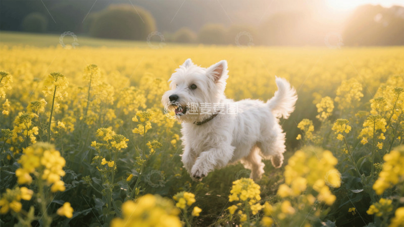 高清大图下载【趣麦麦图】油菜花田野草地小狗奔跑场景商业照片