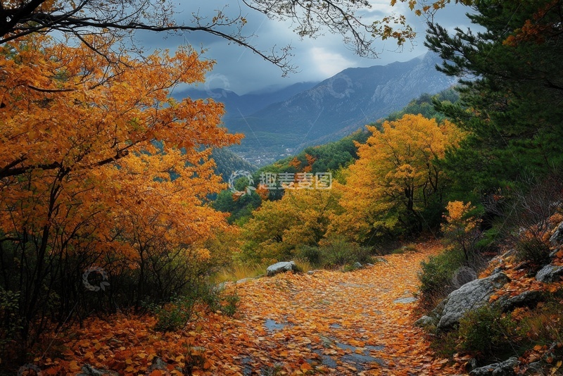 高清大图下载【趣麦麦图】秋季树木落叶山路