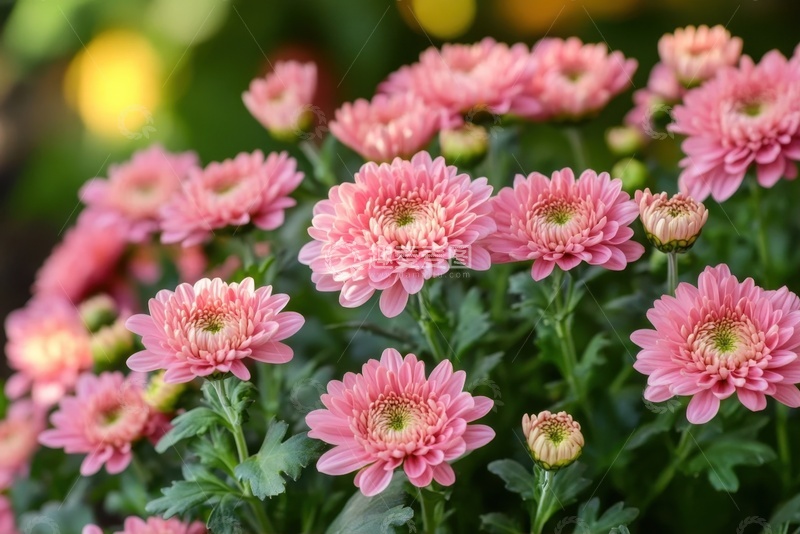 高清大图下载【趣麦麦图】一簇粉色的菊花花丛