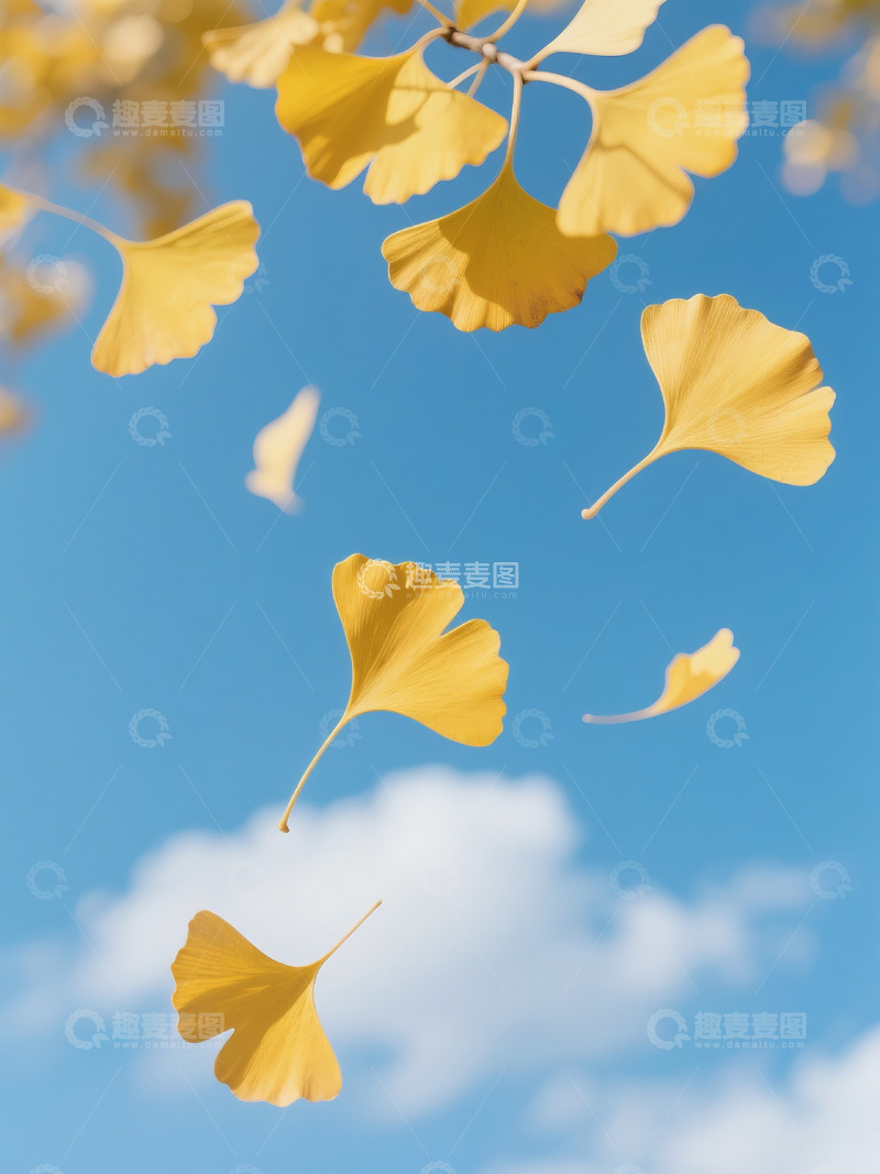 高清大图下载【趣麦麦图】秋季落叶摄影图1