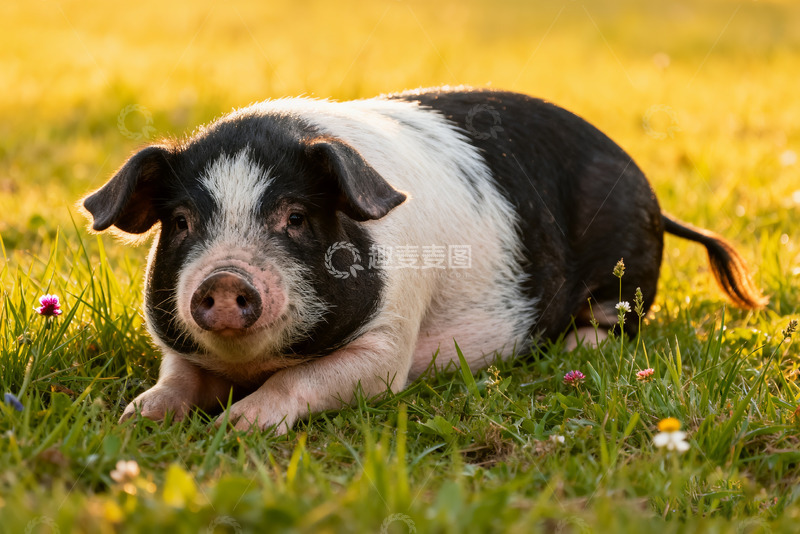 高清大图下载【趣麦麦图】草地上可爱的黑白小猪2