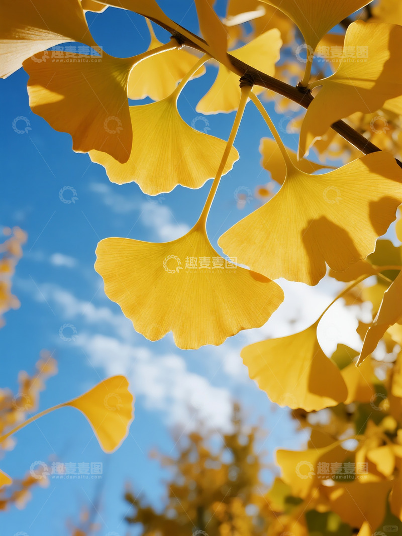 高清大图下载【趣麦麦图】秋季落叶摄影图4