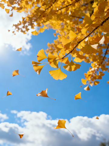 秋季落叶摄影图8