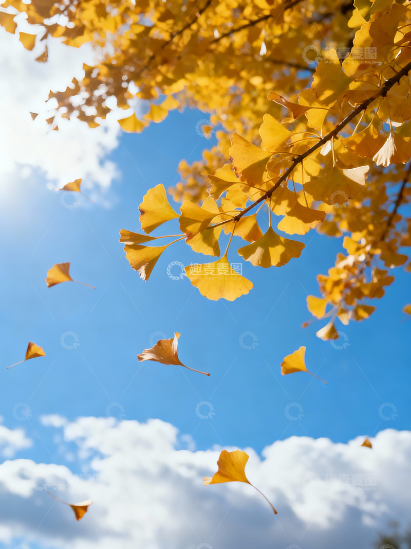 高清大图下载【趣麦麦图】秋季落叶摄影图8