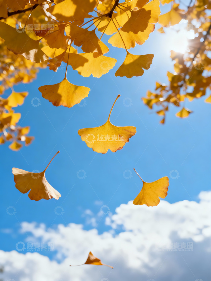 高清大图下载【趣麦麦图】秋季落叶摄影图6
