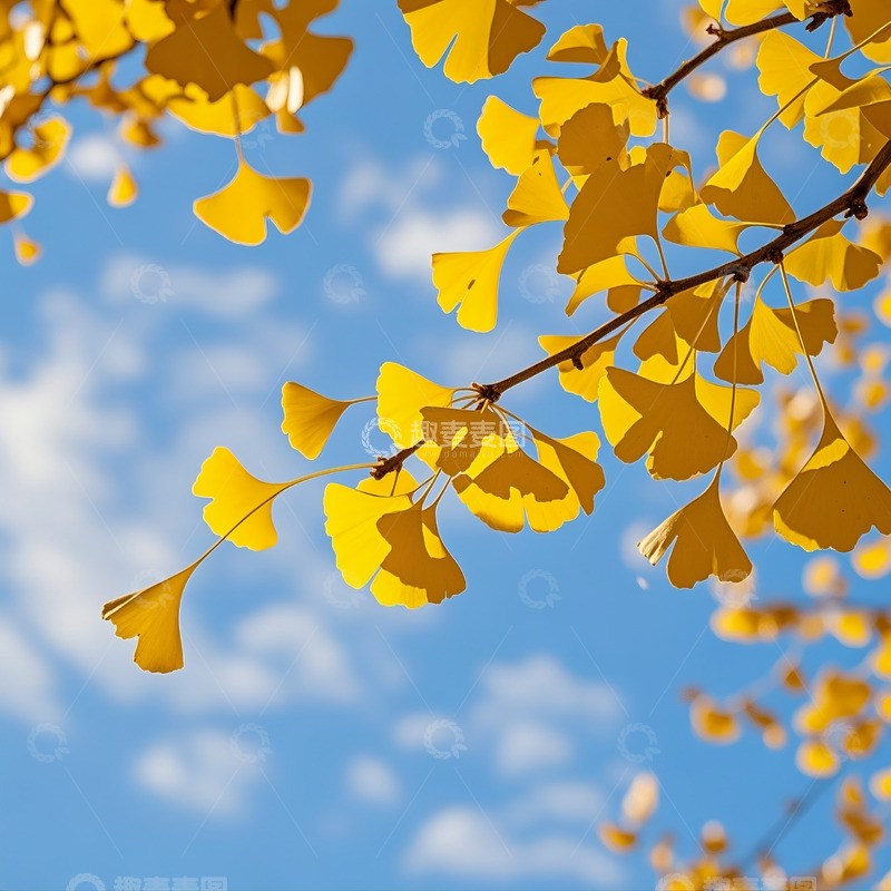 高清大图下载【趣麦麦图】秋季落叶摄影图9