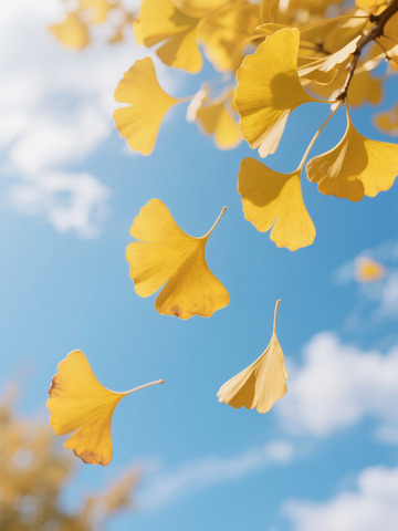 秋季落叶摄影图3