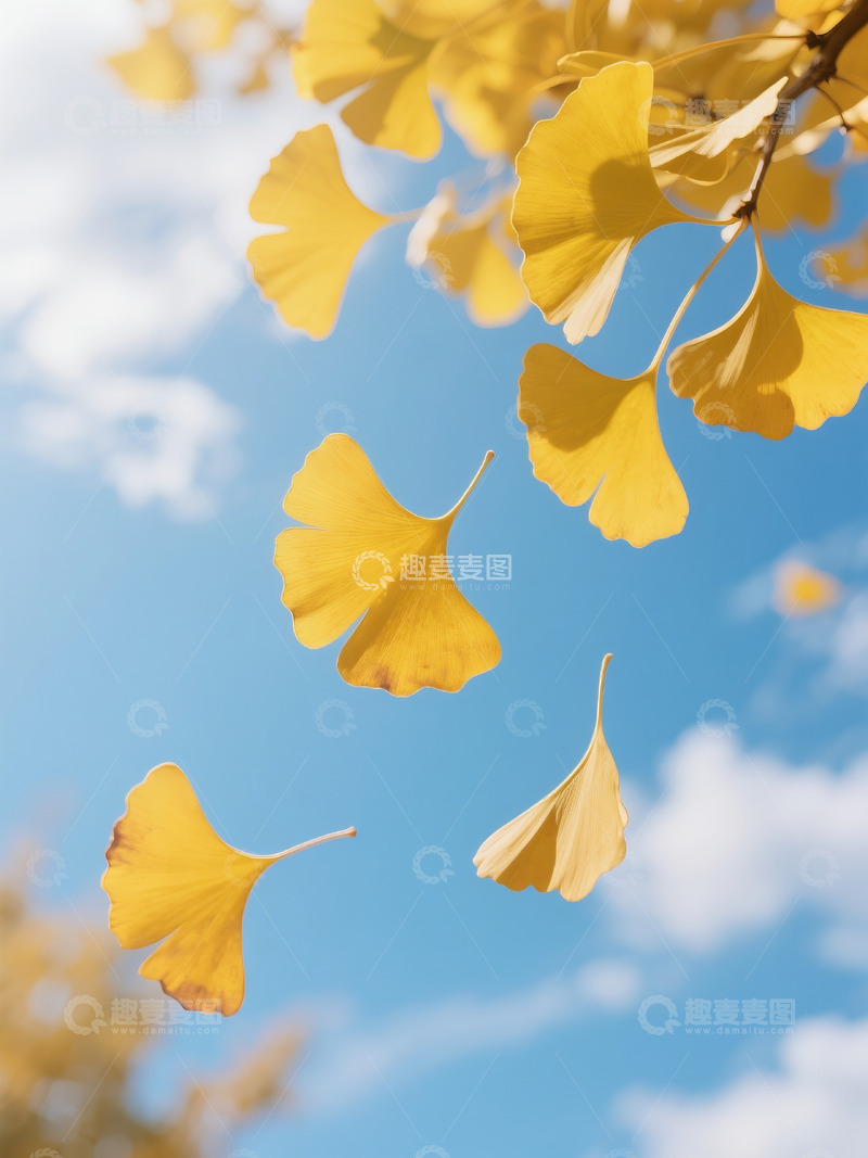 高清大图下载【趣麦麦图】-秋季落叶摄影图3