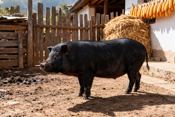 农家小院里的黑猪2