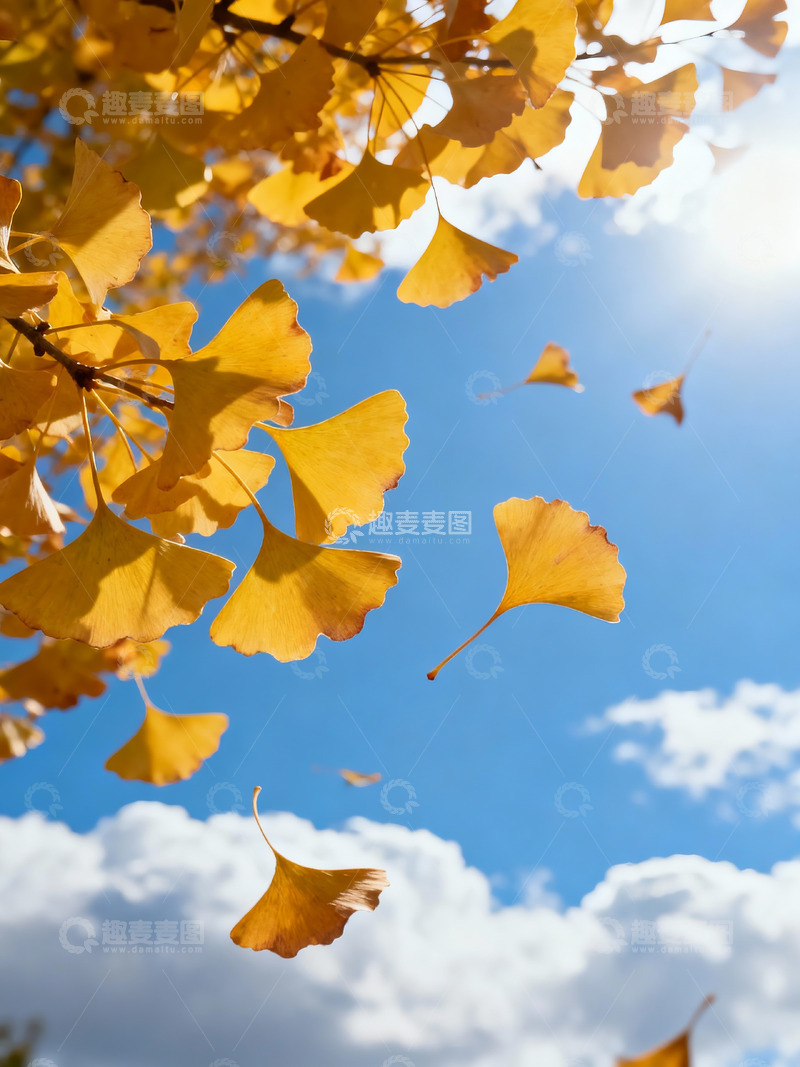 高清大图下载【趣麦麦图】秋季落叶摄影图5