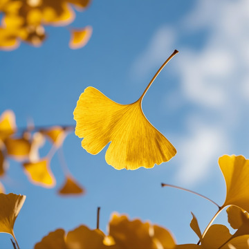 秋季落叶摄影图7