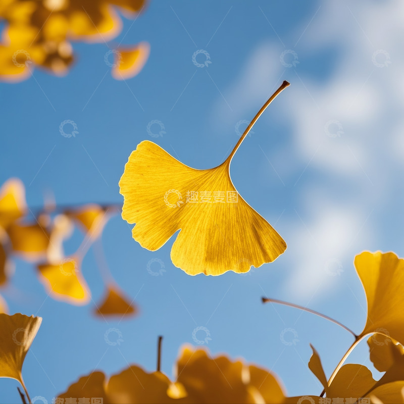 高清大图下载【趣麦麦图】秋季落叶摄影图7