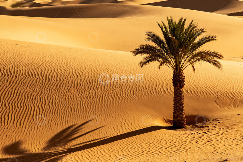 高清大图下载【趣麦麦图】沙漠中的孤独棕榈树2