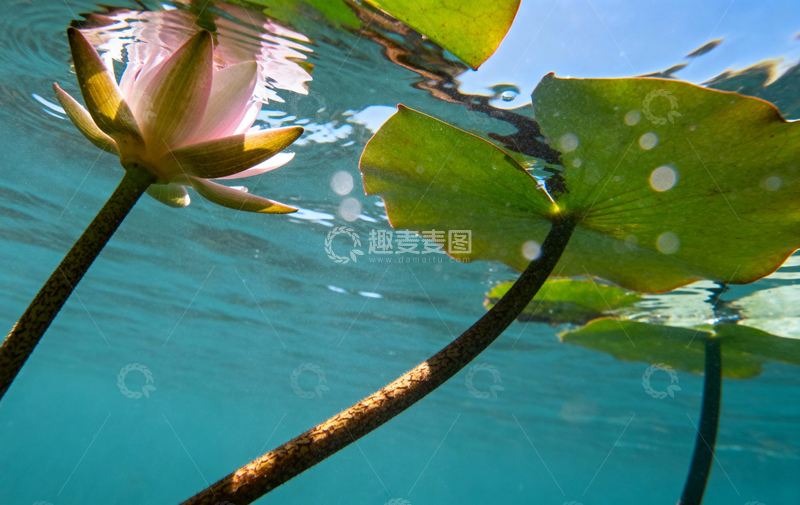 高清大图下载【趣麦麦图】花朵植物摄影16